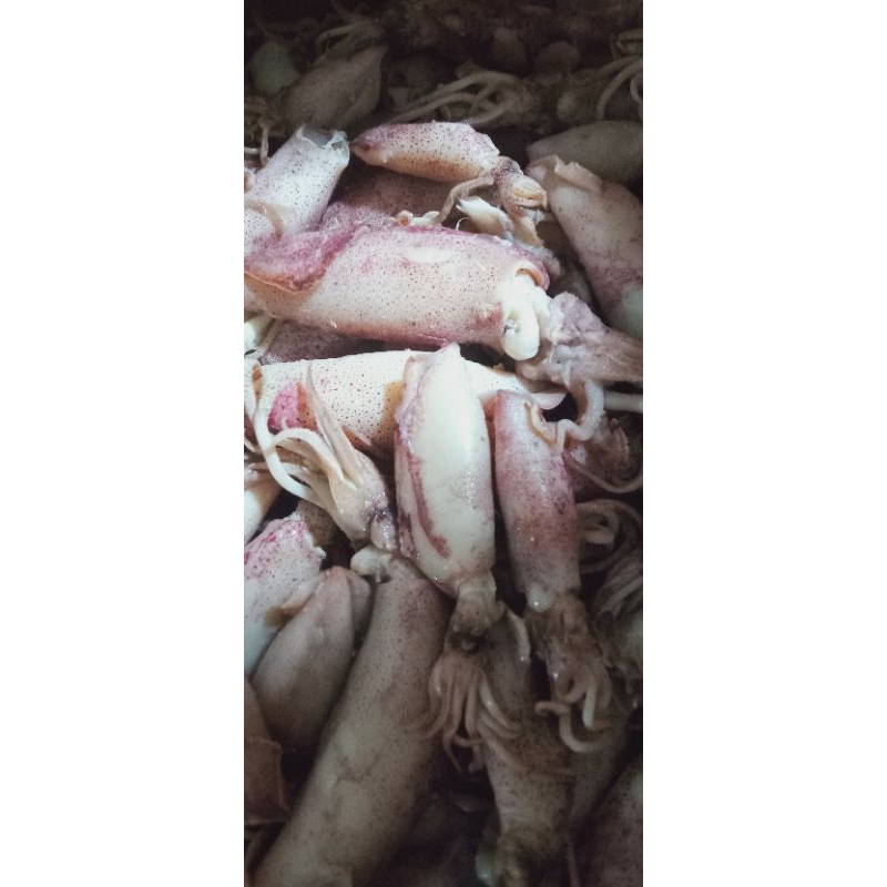 

ikan asin sotong jarum