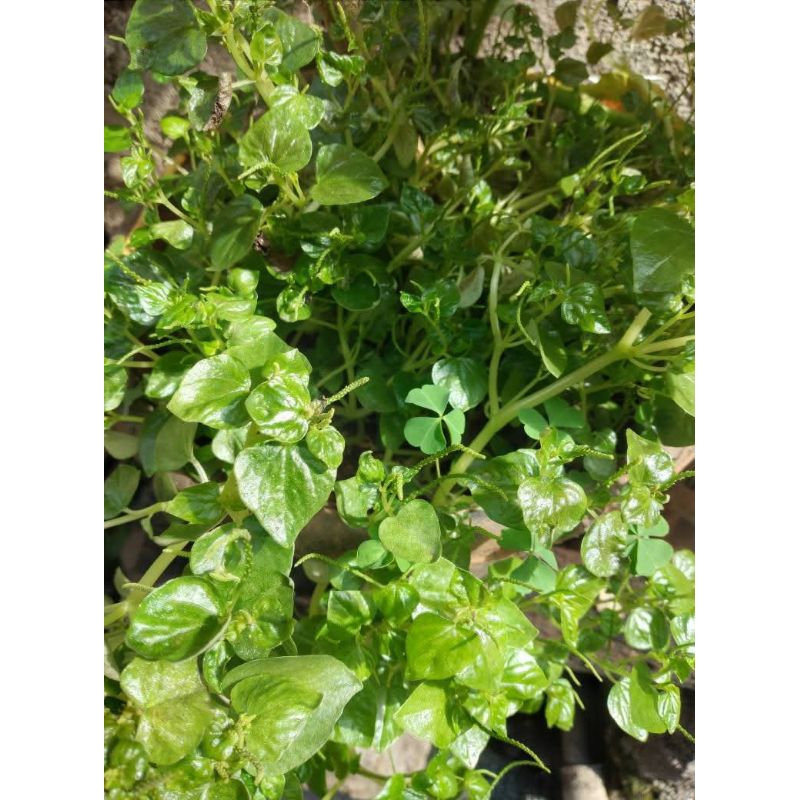 

sirih cina segar 100gr