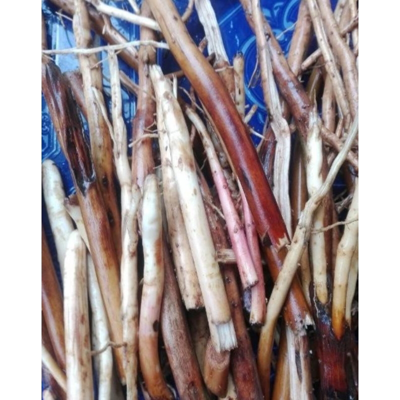 

Akar Pinang Jambe Segar 500gr / Akar Pohon Pinang Herbal Stamina Kuat