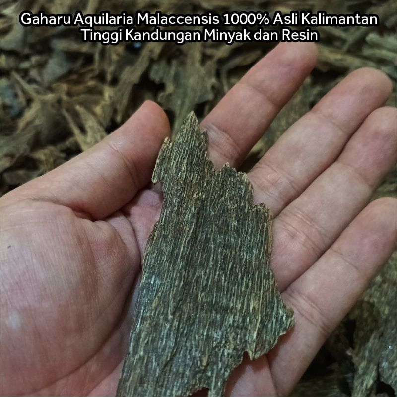 [DIJAMIN ASLI]  Kayu Gaharu Super Aquilaria Malaccensis Kwalitas Arab Gaharu Asli Super 1000% Tanpa 