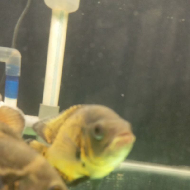 Miniatur Oscar Tembaga