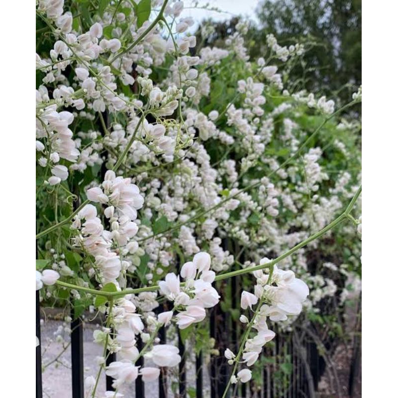 [ AMP ] Air mata pengantin bunga putih - tanaman hias merambat air mata pengantin bunga putih