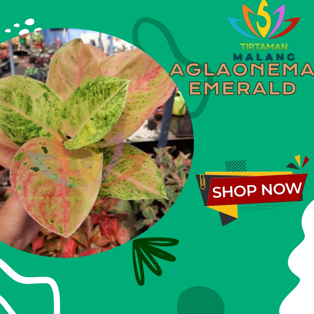 Aglonema Emerald / Aglaonema Sp. Sri Rezeki