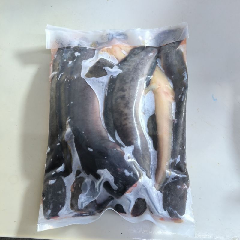 

Ikan Lele Bersih | Ukuran 6-10 ekor/kg