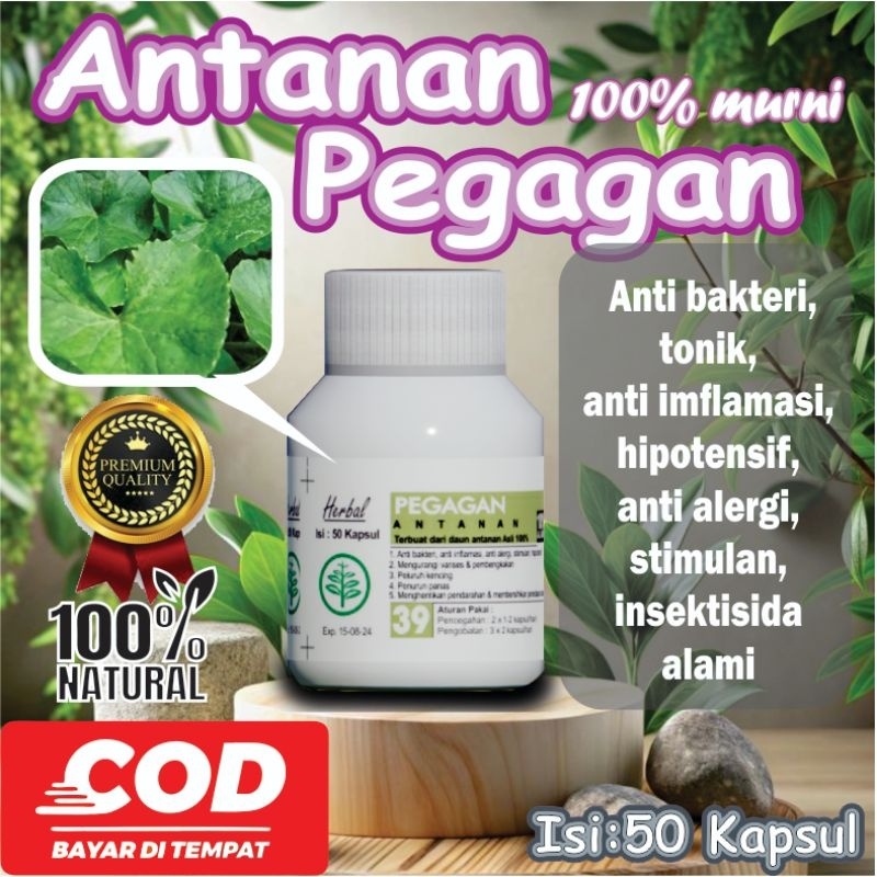 antanan pegagan obat herbal bubuk kapsul tanaman daun