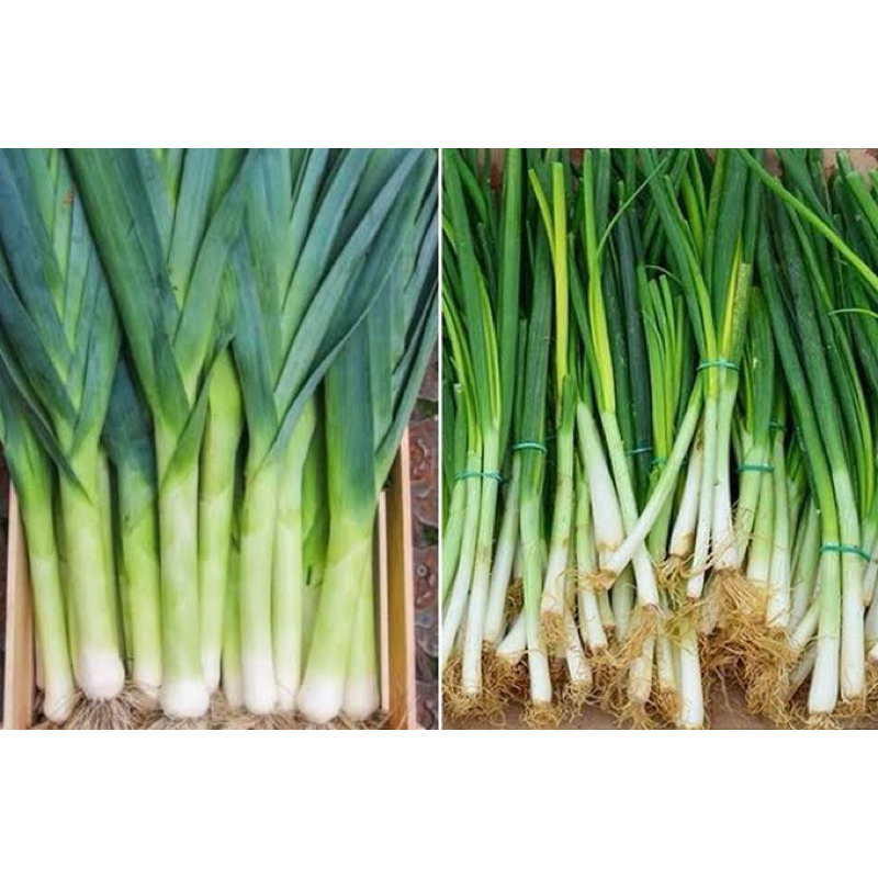 

Daun Bawang