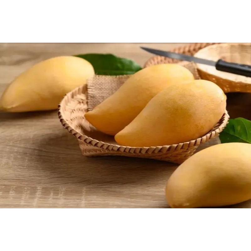 bibit buah mangga madu