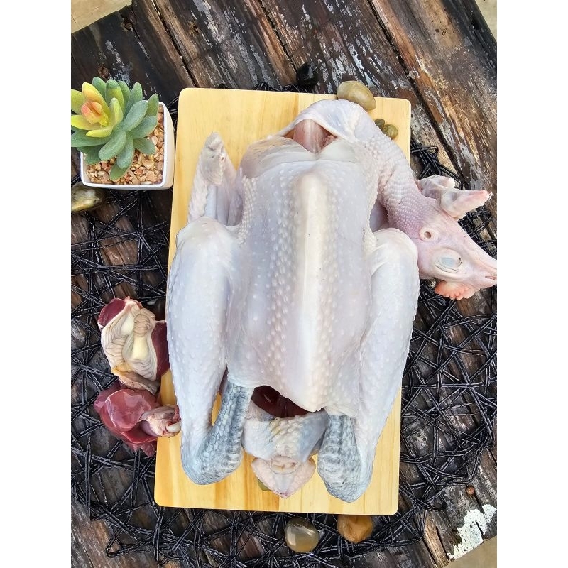 

Promo Ayam Kampung Potong Fresh Murah, Bobot Hidup 1 kg