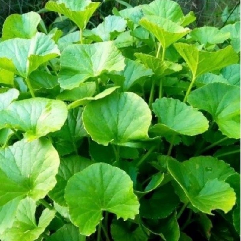 

Daun Pegagan /Antanan segar 100 g