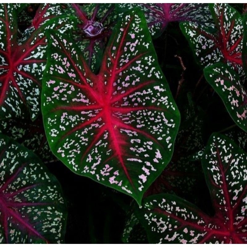 keladi redstar caladium redstar keladi tiga warna keladi spesies asli jawa tanaman keladi red Star t