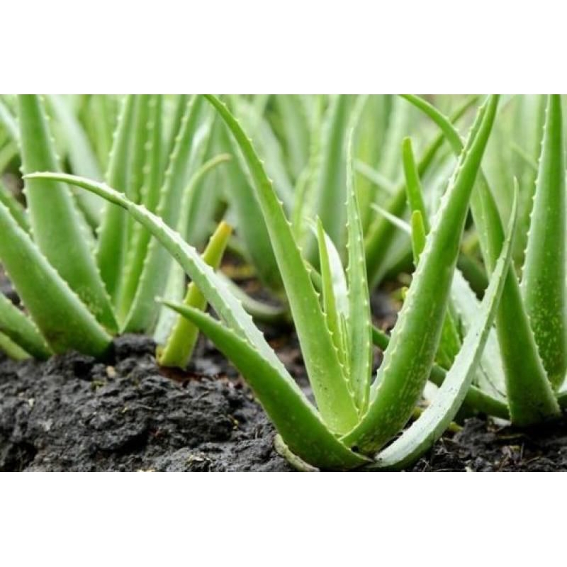 

jual pelepah daun pepaya /Aloe Vera segar dipetik langsung 500 gram