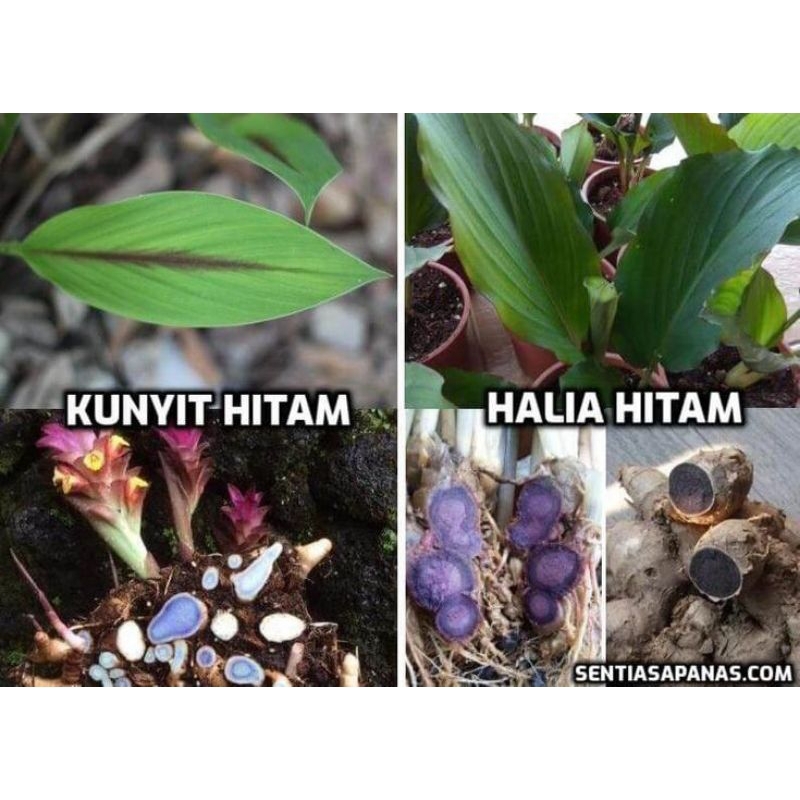 

TEMULAWAK HITAM/KUNYIT HITAM ASLI 100% bergaransi 500grm