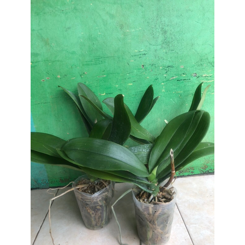 Anggrek Bulan Pasca Bunga