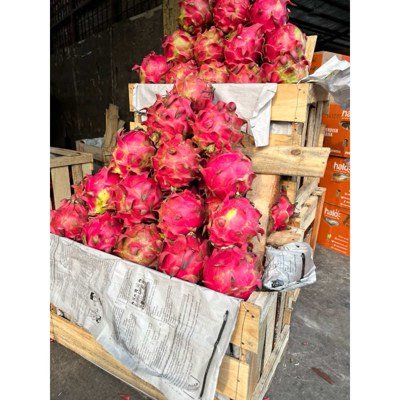 

buah naga merah