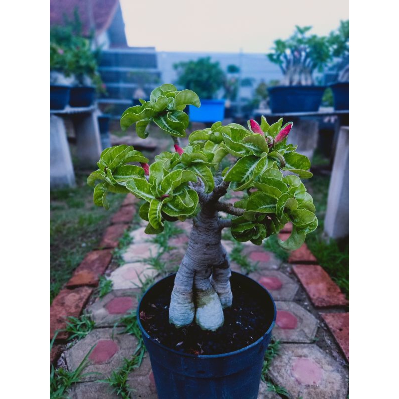 Bibit Adenium DHA Bungwung Induk Adenium Kriwul