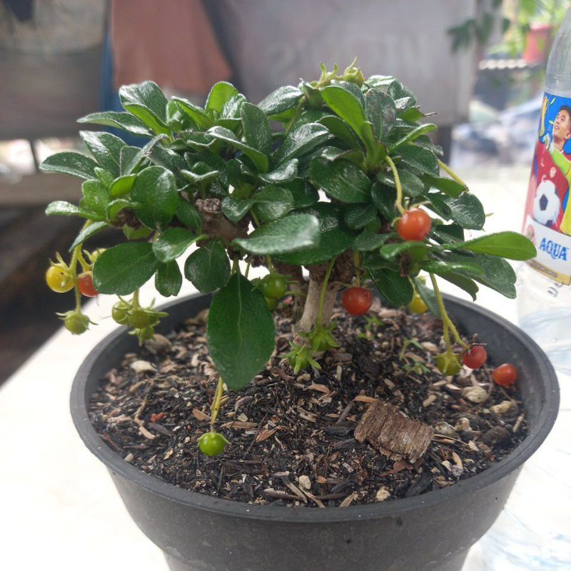 hokianti import buah ukuran mini