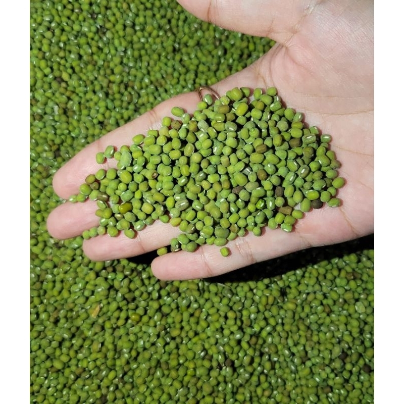 

1 KG KACANG HIJAU/IJO TERMURAH BERKUALITAS | BIBIT | BUBUR | TOGE