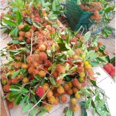 

rambutan Ace 1 kg