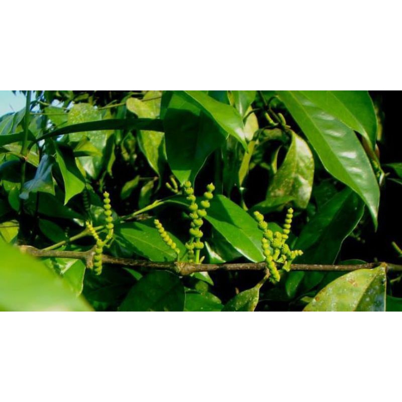

daun melinjo muda fresh murah 500grm