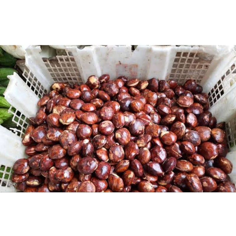 

jengkol super, jengkol legit, jengkol enak/biji
