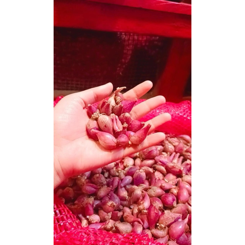 

bawang merah ukuran kecil 1kg langsung dari petani