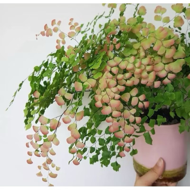 tanaman suplir sexy pink - tanaman - suplir - maidenhairfern - adiantum