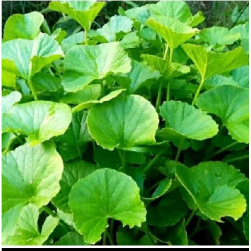 

Daun pegagan /daun antanan segar organik