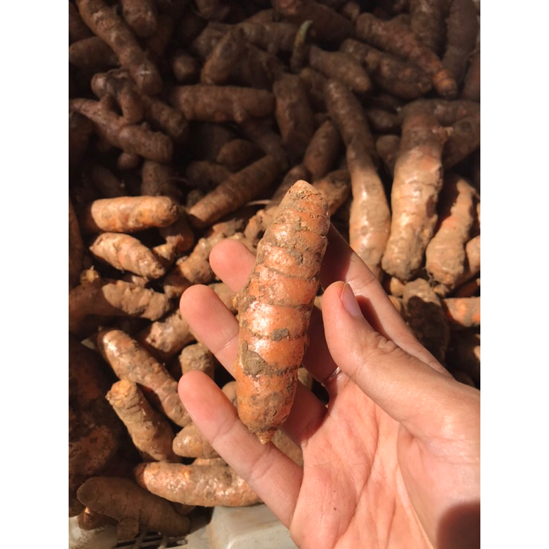 

KUNYIT SEGAR /BUMBU MASAK/ KUNYIT FRESH 1kg