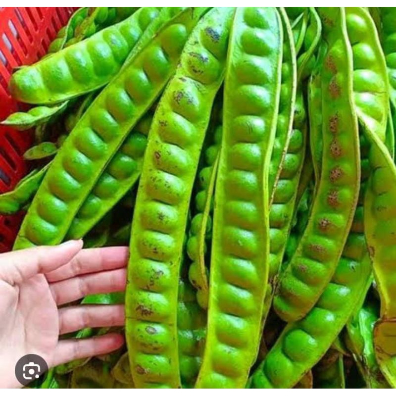 

Petai 20 Sisir Segar Baru Petik Fresh Murah Tua Mantap