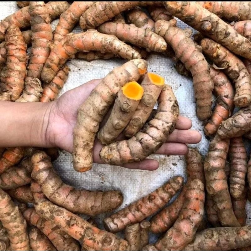 

KUNYIT SEGAR || KUNYIT FRESH 1KG