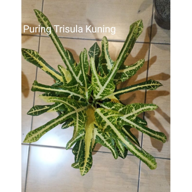 Puring Trisula Kuning