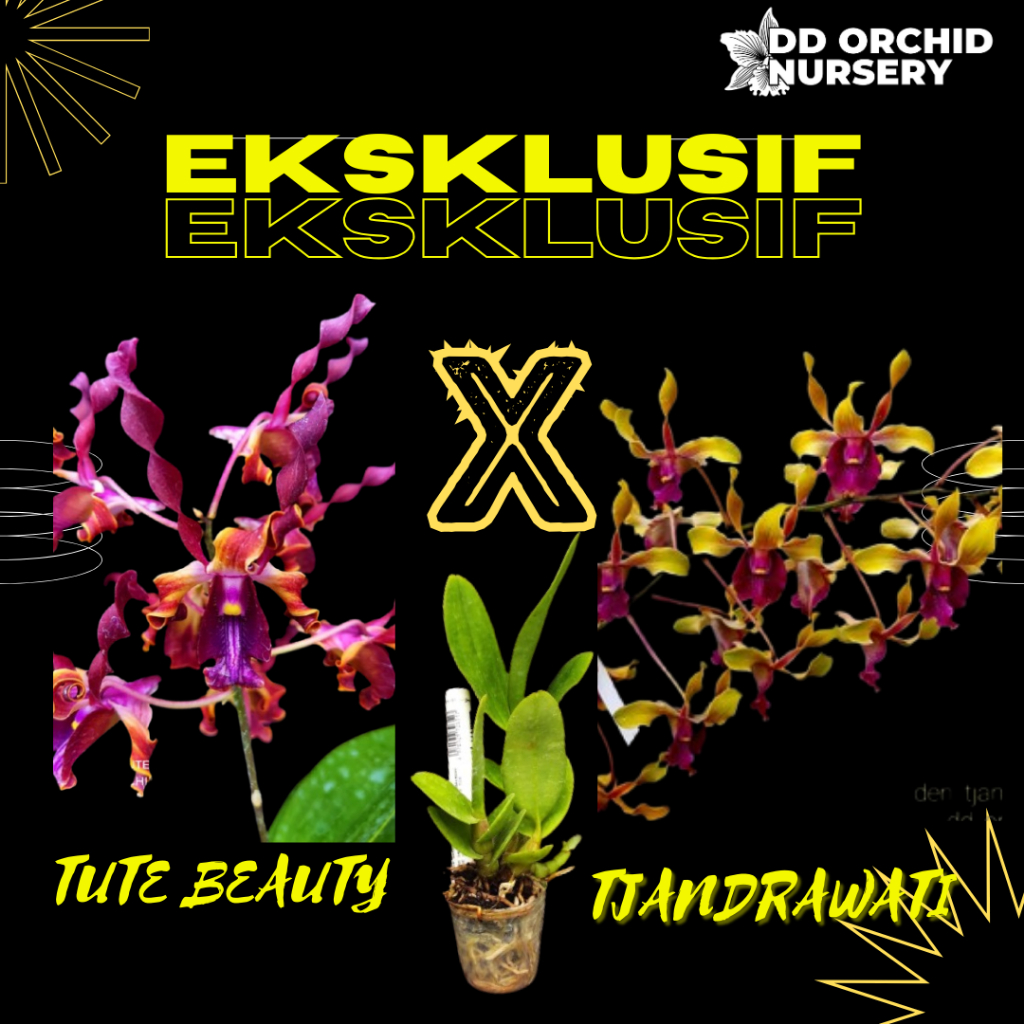 DD Orchid Seedling Anggrek Dendrobium Tute Beauty X Den. Tjandrawati