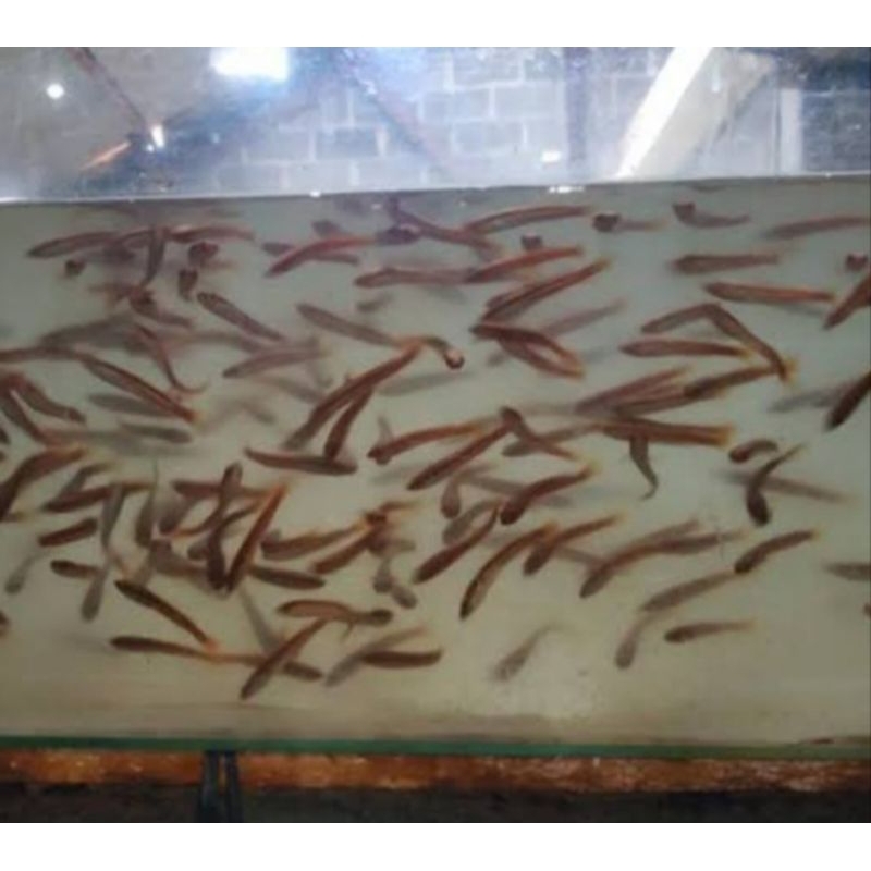Anakan Toman Hijau 10cm up