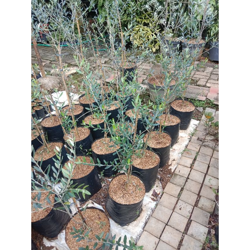 pohon zaitun olive - tanaman zaitun