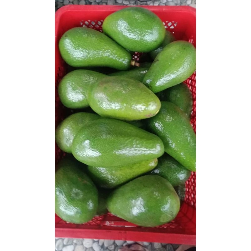 

ALPUKAT MENTEGA SUPER JENIS PELUWANG 1 KG