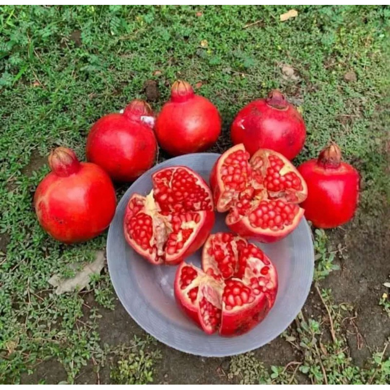 

DELIMA MERAH MERAK , RED POMEGRANATE 1 kilo