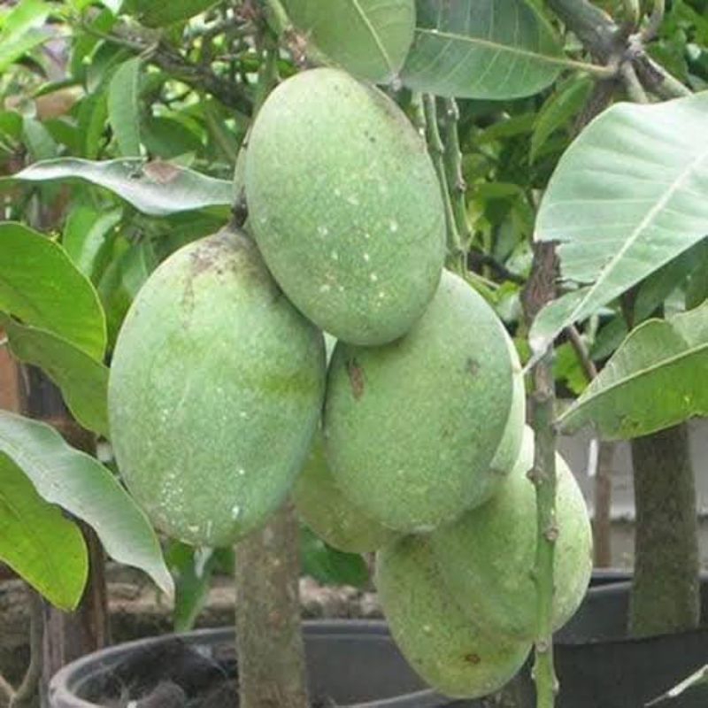 

Bibit Buah Mangga Manalagi Okulasi