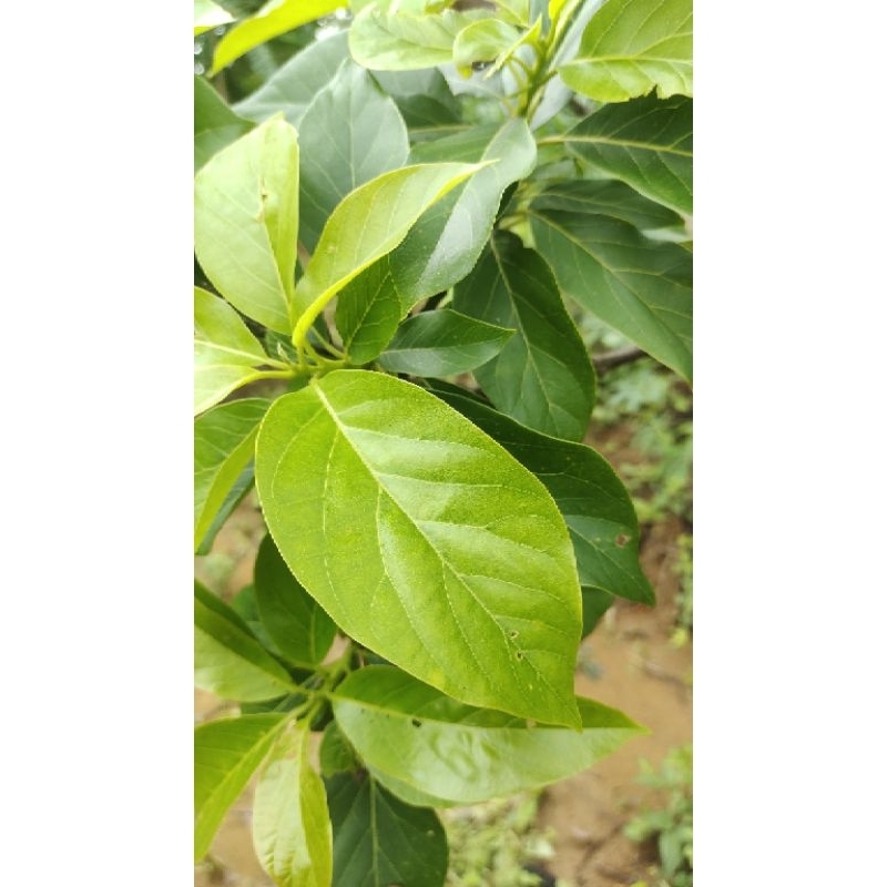 

daun alpukat segar dipetik saat ada orderan masuk 250gr