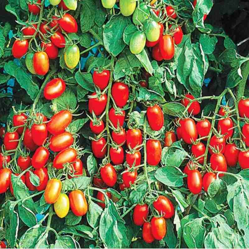 5 Biji - Benih Tomat Cherry - Tropical Ruby - Tomat Manis - Known You Seed - Benih Seribu Terbanyak