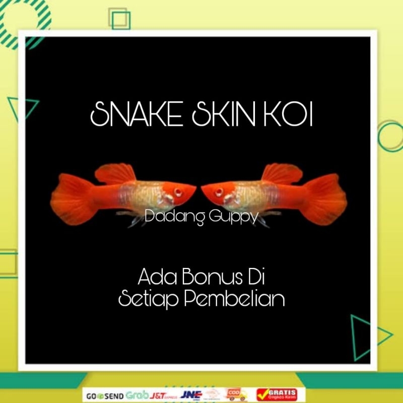 

Packing Styrofoam ( Snake Skin Koi )