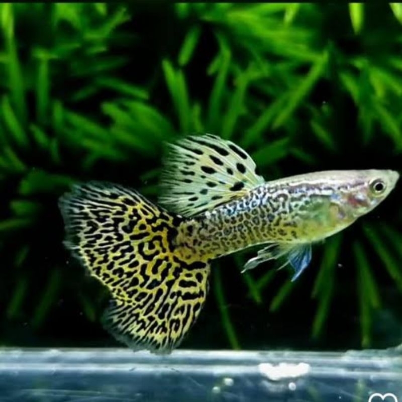 

Packing Styrofoam ( Yellow Cobra )