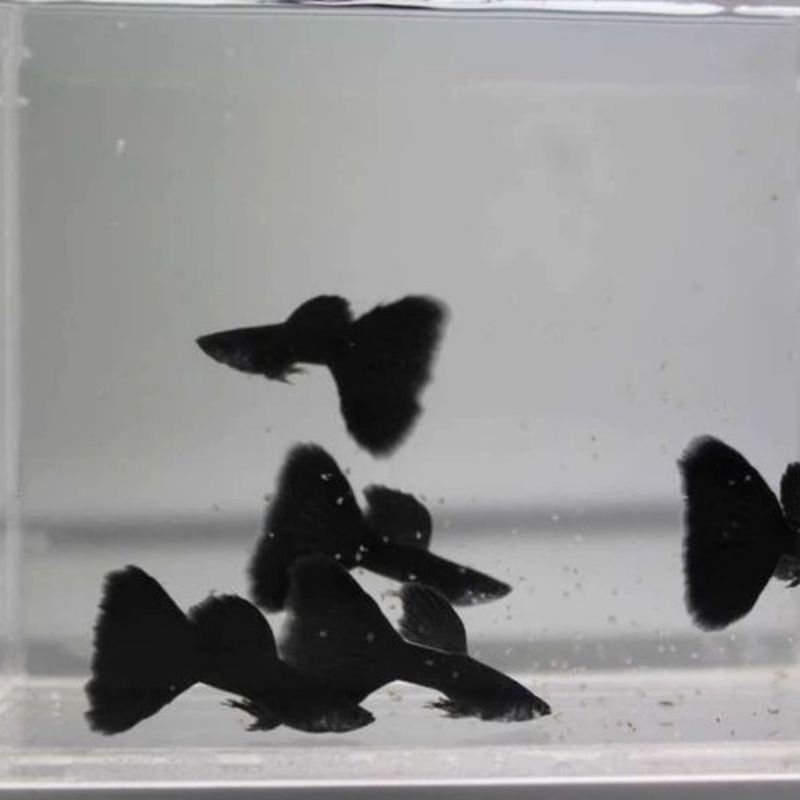 

Soliter Aquarium Guppy Full black