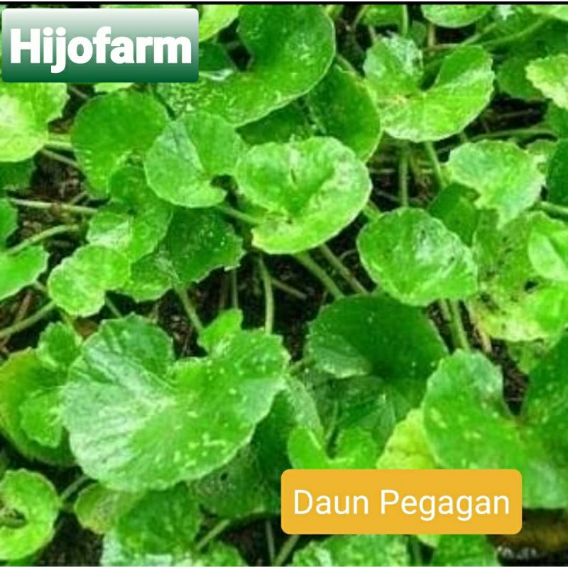 

Daun Pegagan Segar 100 Gr / Daun Antanan