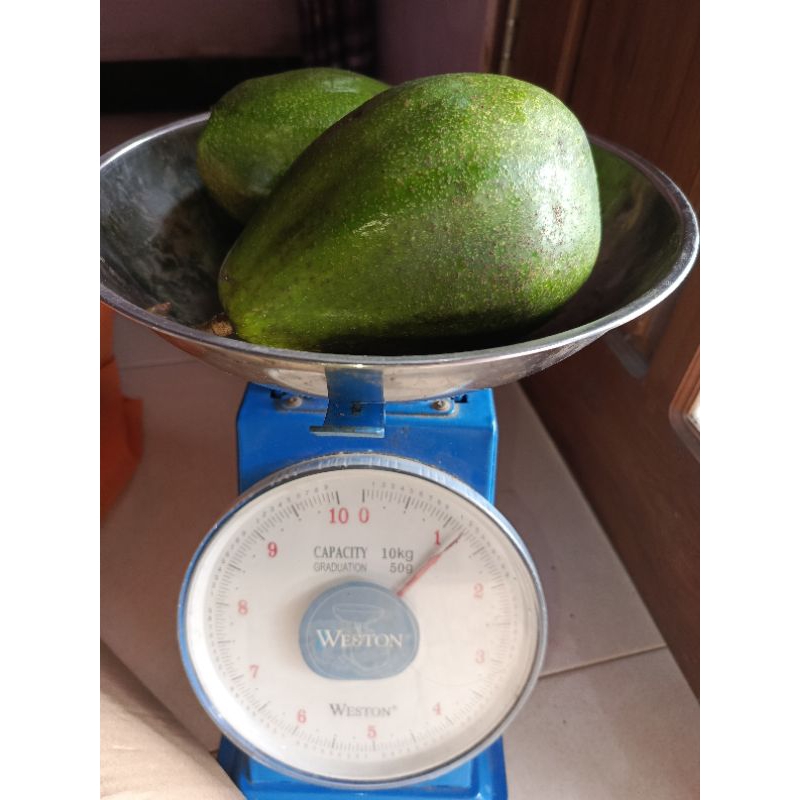 

Buah Alpukat Aligator