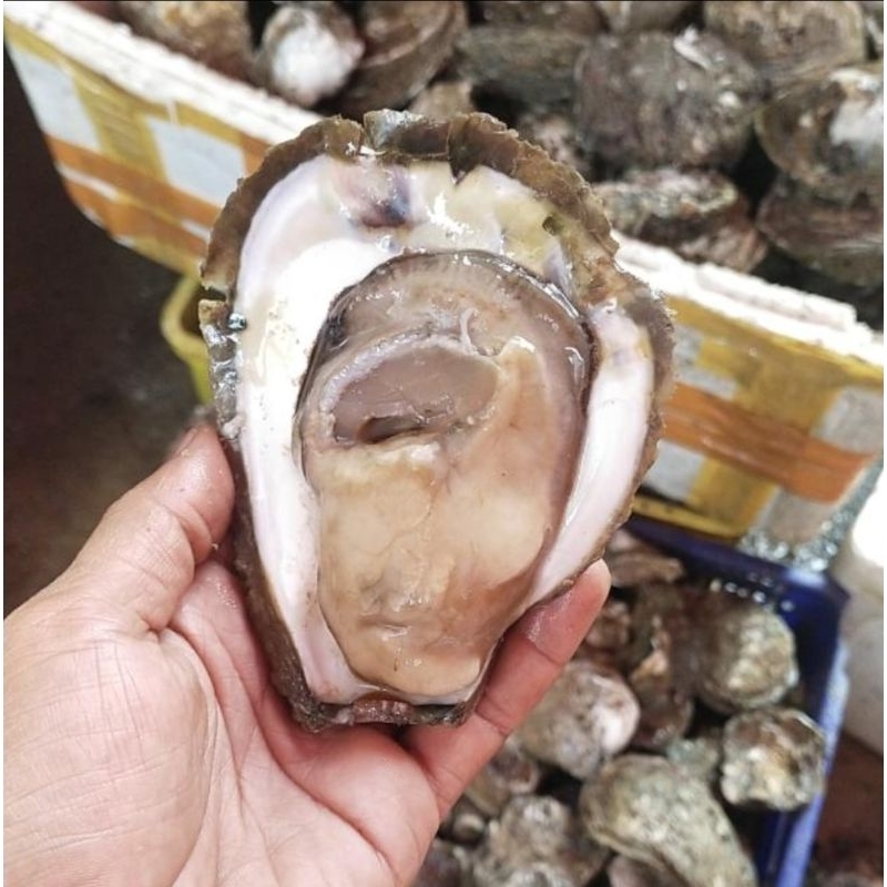 

kerang tiram oyster live segar 1kg bergaransi