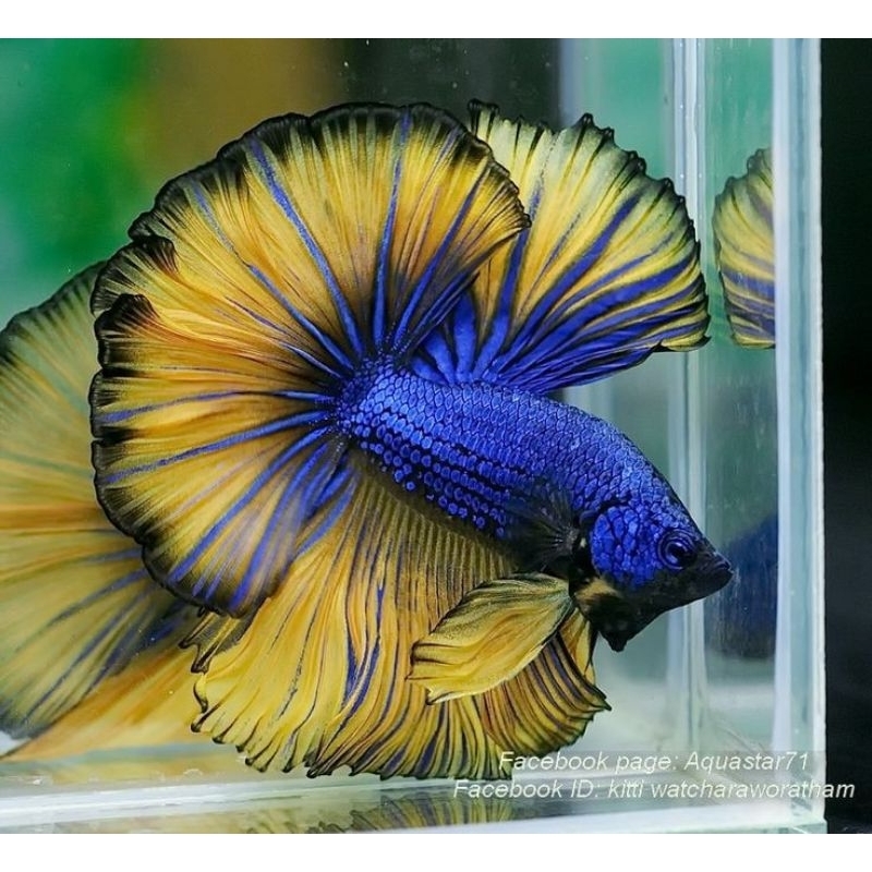 hiasan Akuarium | Cupang Biru kuning | Blue yellow super halfmoon