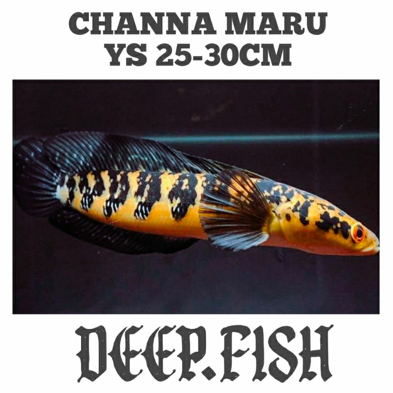 (TERMURAH) CHANNA MARU YS 25-30cm | SPEK DISPLAY, SINGLE TANK