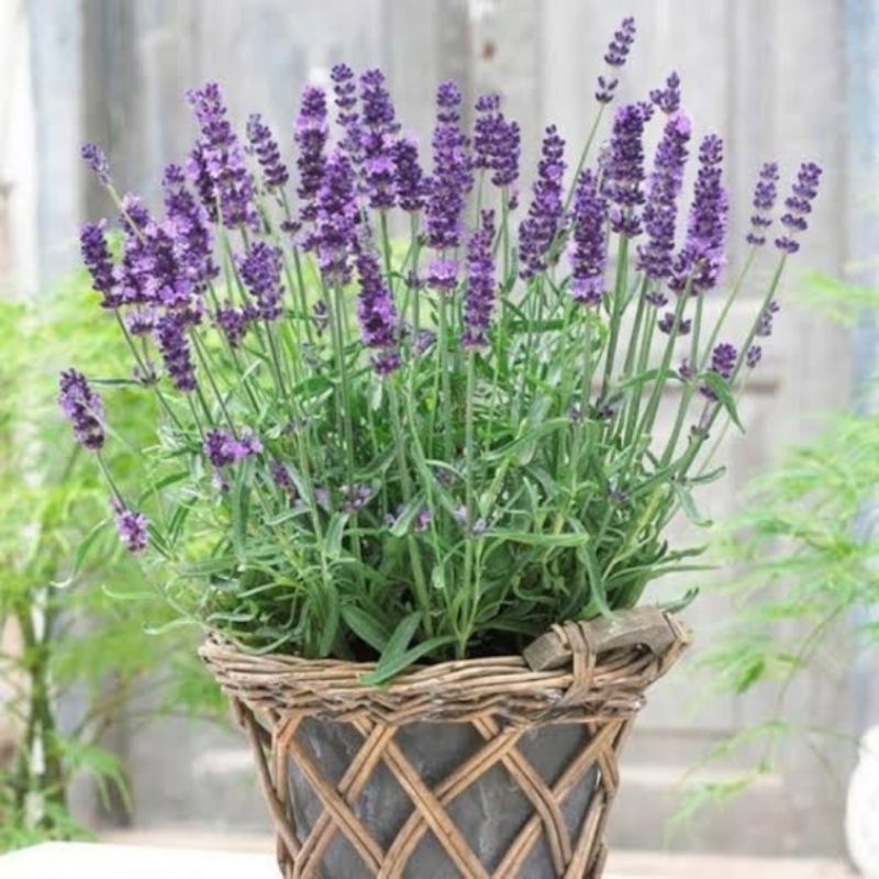Tanaman Bunga Lavender Gold Creek - Tanaman Pengusir Nyamuk - Lavender Asli - Lavender Harum