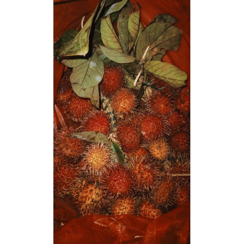 

Rambutan per ikat