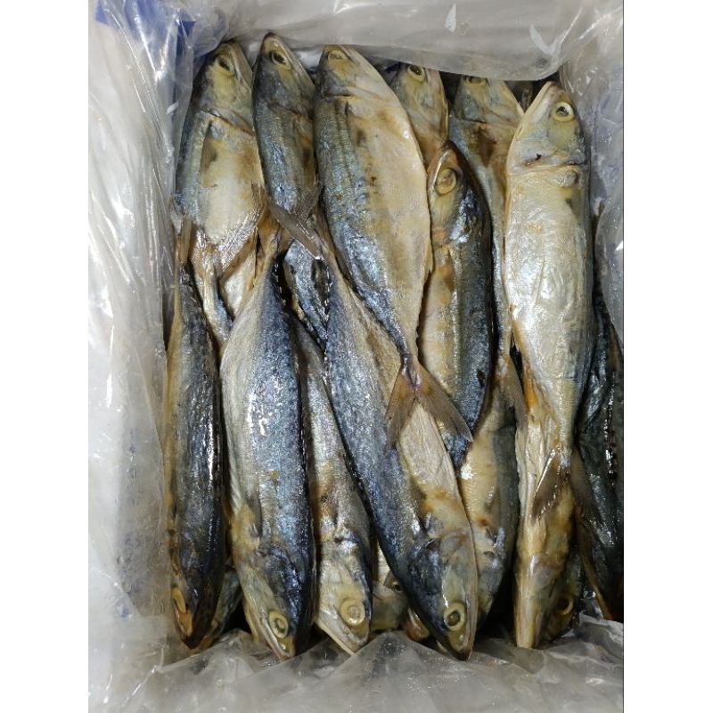 

ikan asin peda putih ukuran besar kualitas premium tidak terlalu asin cocok di goreng dan balado atau dengan sayur asem campur jagung